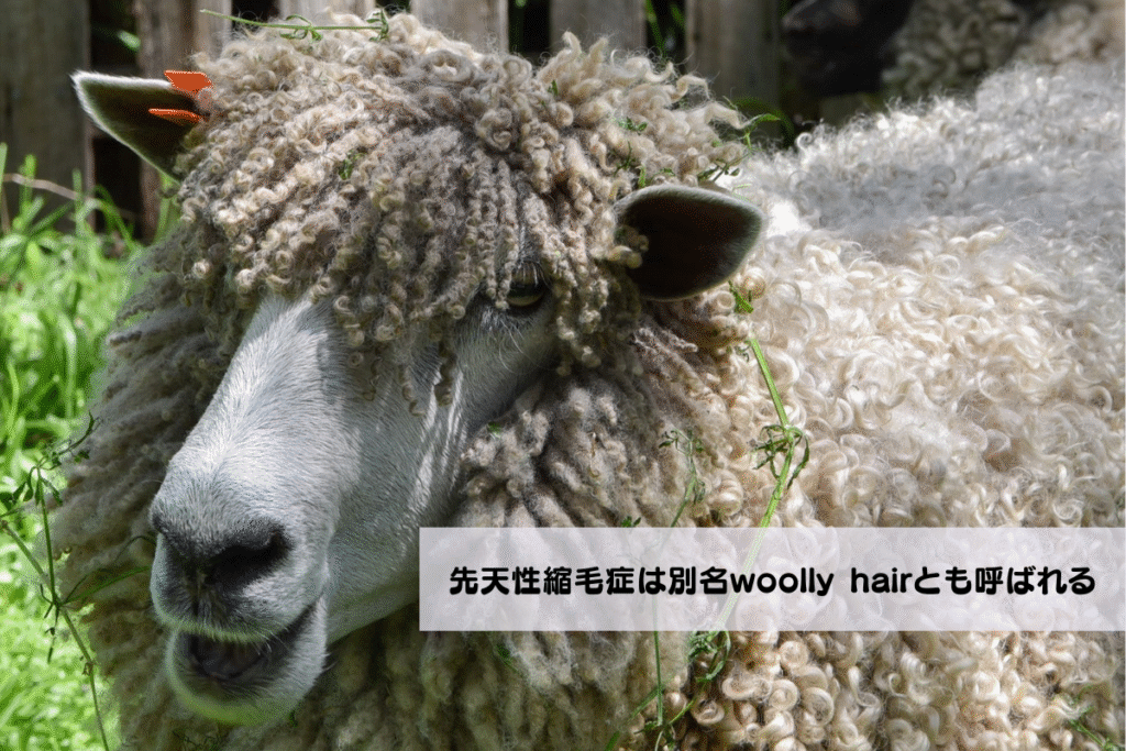 先天性縮毛症は別名woolly hairとも呼ばれると説明する羊の画像